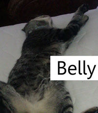 Click to see the definition of belly.