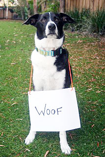 Click to see the definition of woof.